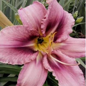 Лилейник Purple Bicolor