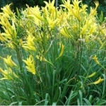 Лилейник Цитрина