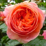 Роза чайно-гибридная Chippendale