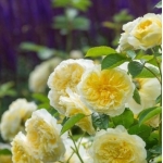 Роза английская (Austin) The Pilgrim