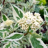 Дерен белый Elegantissima