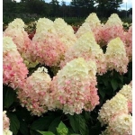 Гортензия метельчатая Magical Sweet Summer