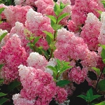 Гортензия метельчатая Vanille Fraise