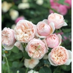 Роза чайно-гибридная Alexandrine