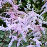 Астильба Тунберга Betsy Cuperus