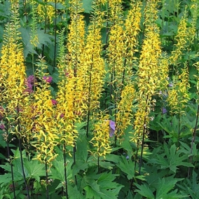 Бузульник Пржевальского