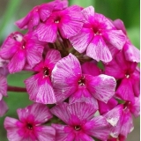 Флокс метельчатый Хозяйка медной горы