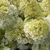 Гортензия метельчатая Pinkachu