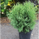 Туя западная Tiny Tim