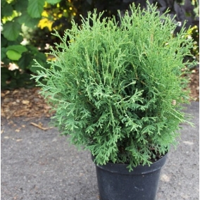 Туя западная Tiny Tim