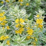 Вербейник точечный Alexander