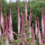 Вероникаструм виргинский Erika