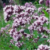 Душица обыкновенная