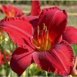 Лилейник Chicago Apache