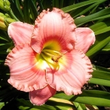 Лилейник Elegant Candy