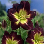 Лилейник Night Beacon