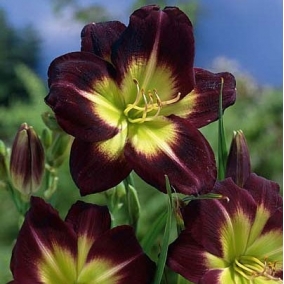 Лилейник Night Beacon