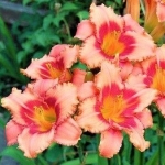 Лилейник Strawberry Candy