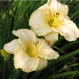 Лилейник Arctic Snow