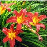 Лилейник Autumn Red