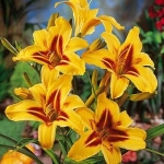 Лилейник Bonanza