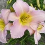 Лилейник Catherine Woodbery