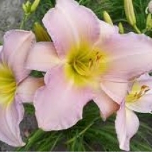 Лилейник Catherine Woodbery