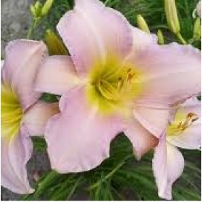 Лилейник Catherine Woodbery