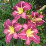 Лилейник Lavender Deal