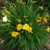 Лилейник Stella de Oro