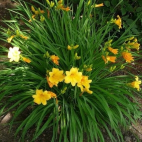 Лилейник Stella de Oro