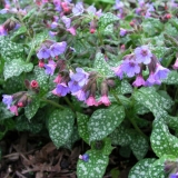 Медуница сахарная Mrs. Moon