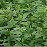 Мята длиннолистная