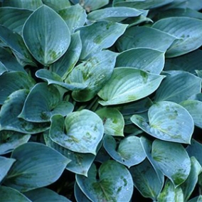 Хоста Blue Cadet