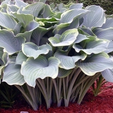 Хоста Regal Splendor