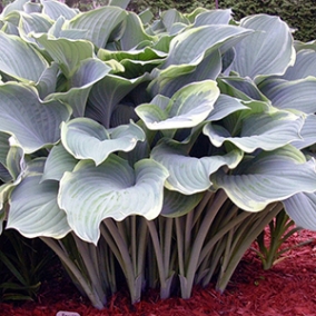 Хоста Regal Splendor