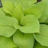 Хоста August Moon