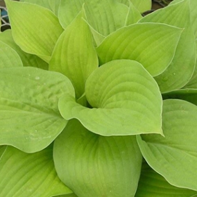 Хоста August Moon