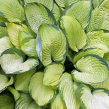 Хоста Gold Standard