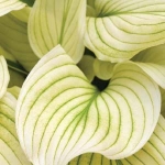 Хоста White Feather