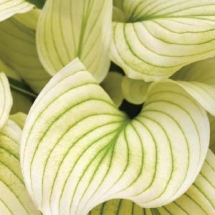 Хоста White Feather