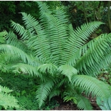 Щитовник толстокорневищный