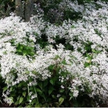 Астра растопыренная