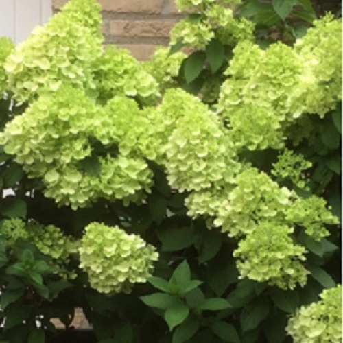 Метельчатая мохито. Метельчатая мохито. Метельчатая мохито. Метельчатая мохито. Метельчатая мохито.