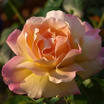 Роза чайно-гибридная Peace (Gloria Day)
