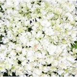 Гортензия древовидная Double Annabell