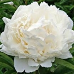 Пион молочноцветковый Double White