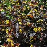 Вербейник реснитчатый Firecracker