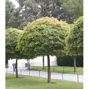 Клен остролистный Globosum