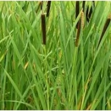 Рогоз узколистный